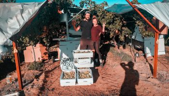 Wir pflücken Weintrauben in Australien