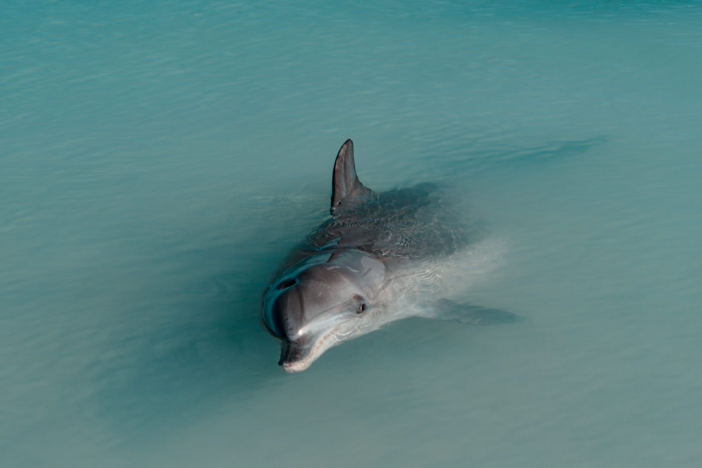 Delfin bei Monkey Mia in Australien