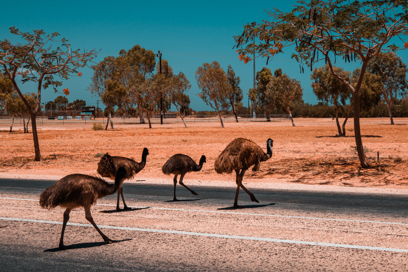 Emus überqueren die Straße in Exmouth