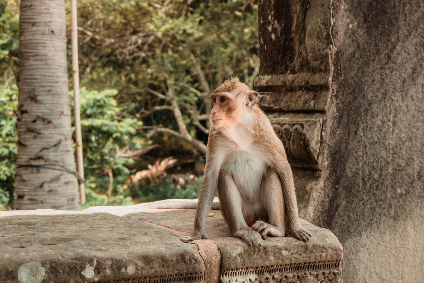 Affe vor dem Eingang zu Angkor Wat