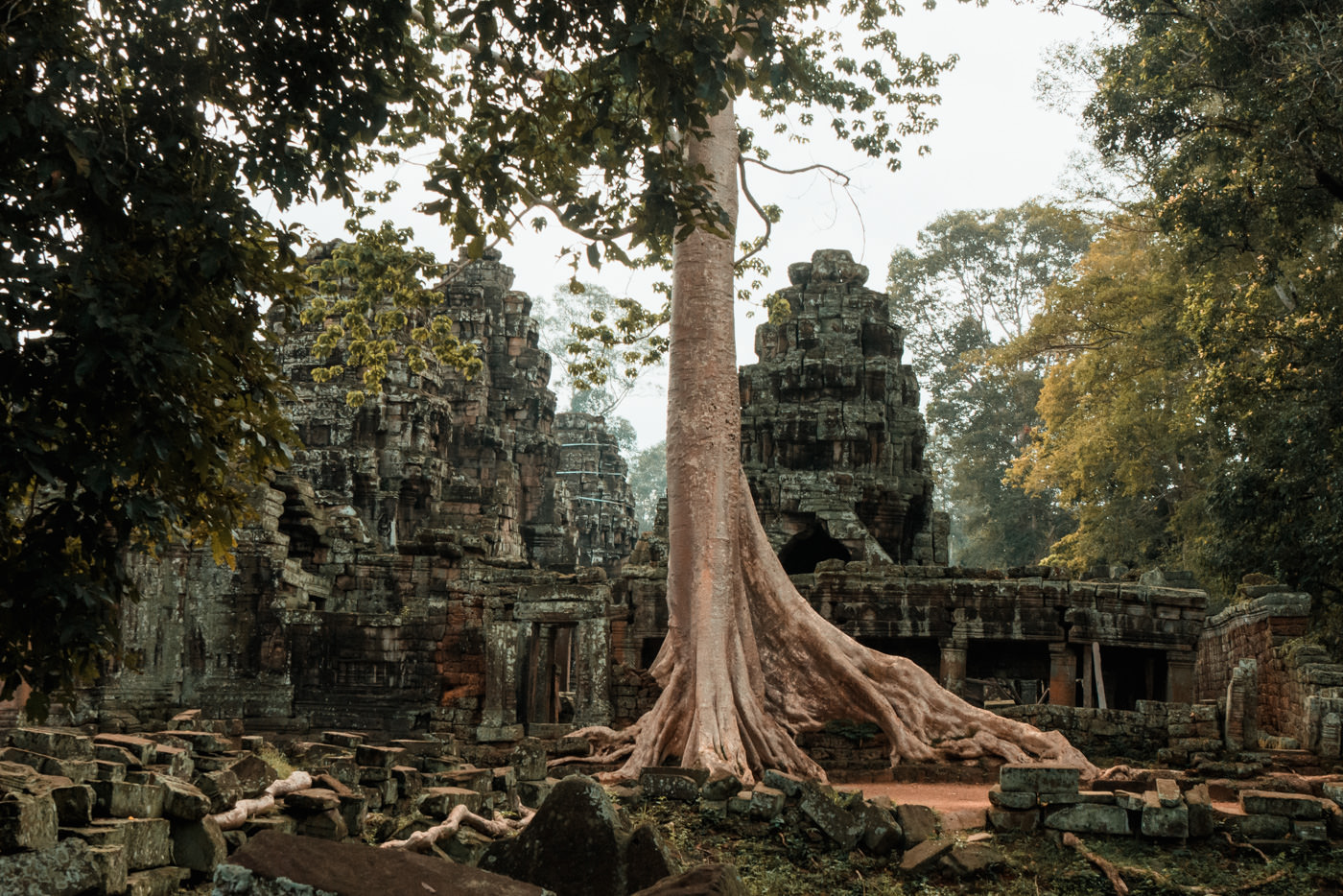 Baum im Ta Prohm Tempel, Angkor Wat, Kambodscha