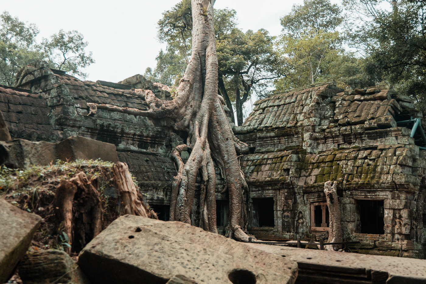 Baum im Ta Prohm Tempel, Angkor Wat, Kambodscha