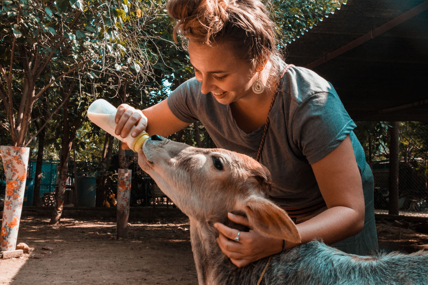 Julia füttert Kalb bei Animal Aid India