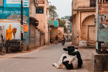 Kuh auf der Straße in Varanasi