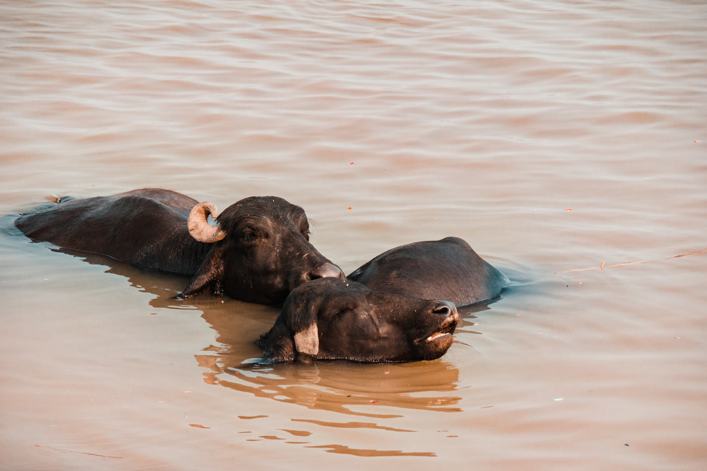 Büffel baden im Ganges