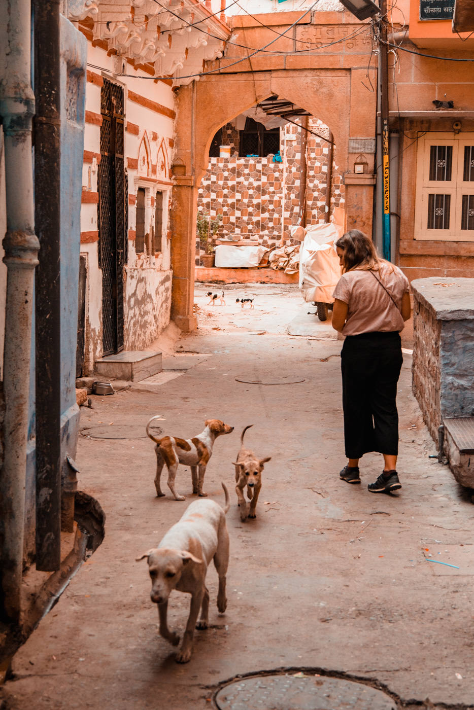 Hundewelpen in Gasse von Jodhpur