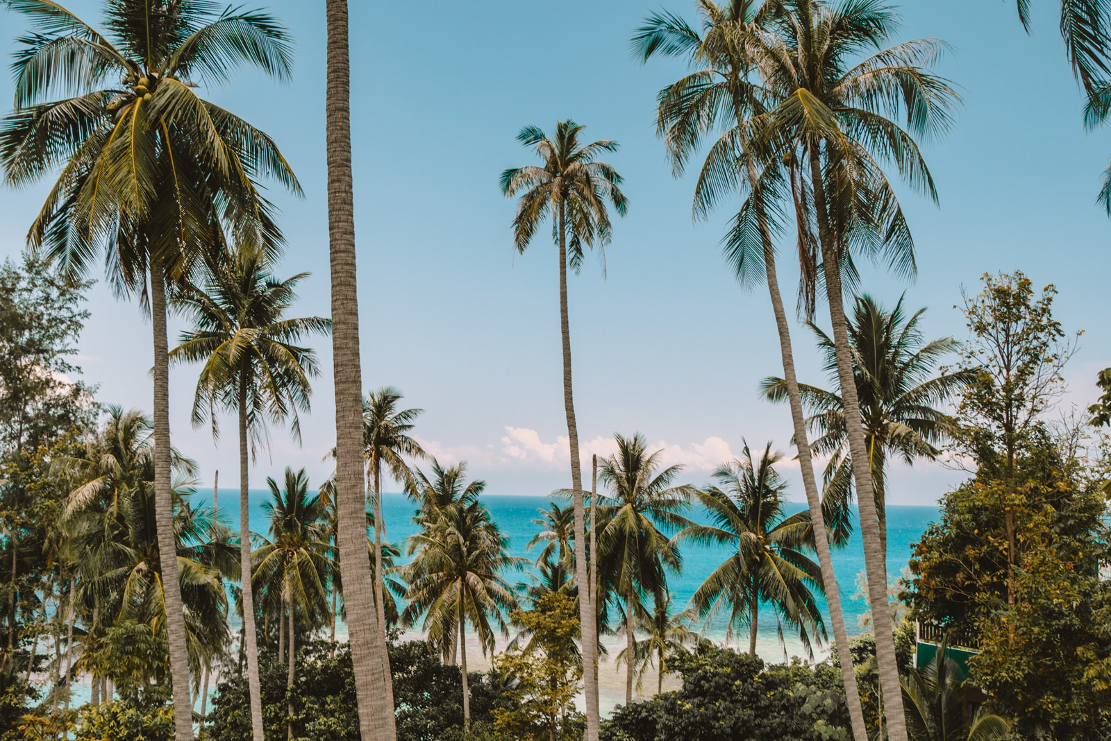 Palmen auf Koh Phangan