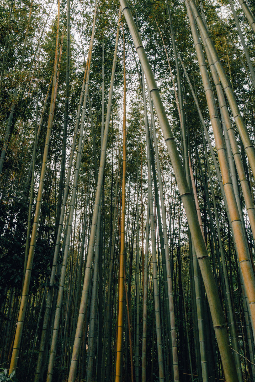 Bamboo Forest bei Kyoto