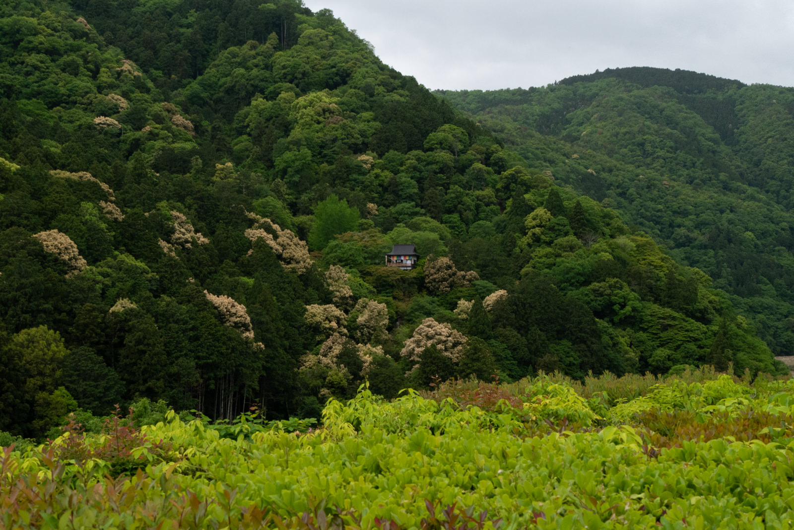 Okochi Sanso Garden in Kyoto