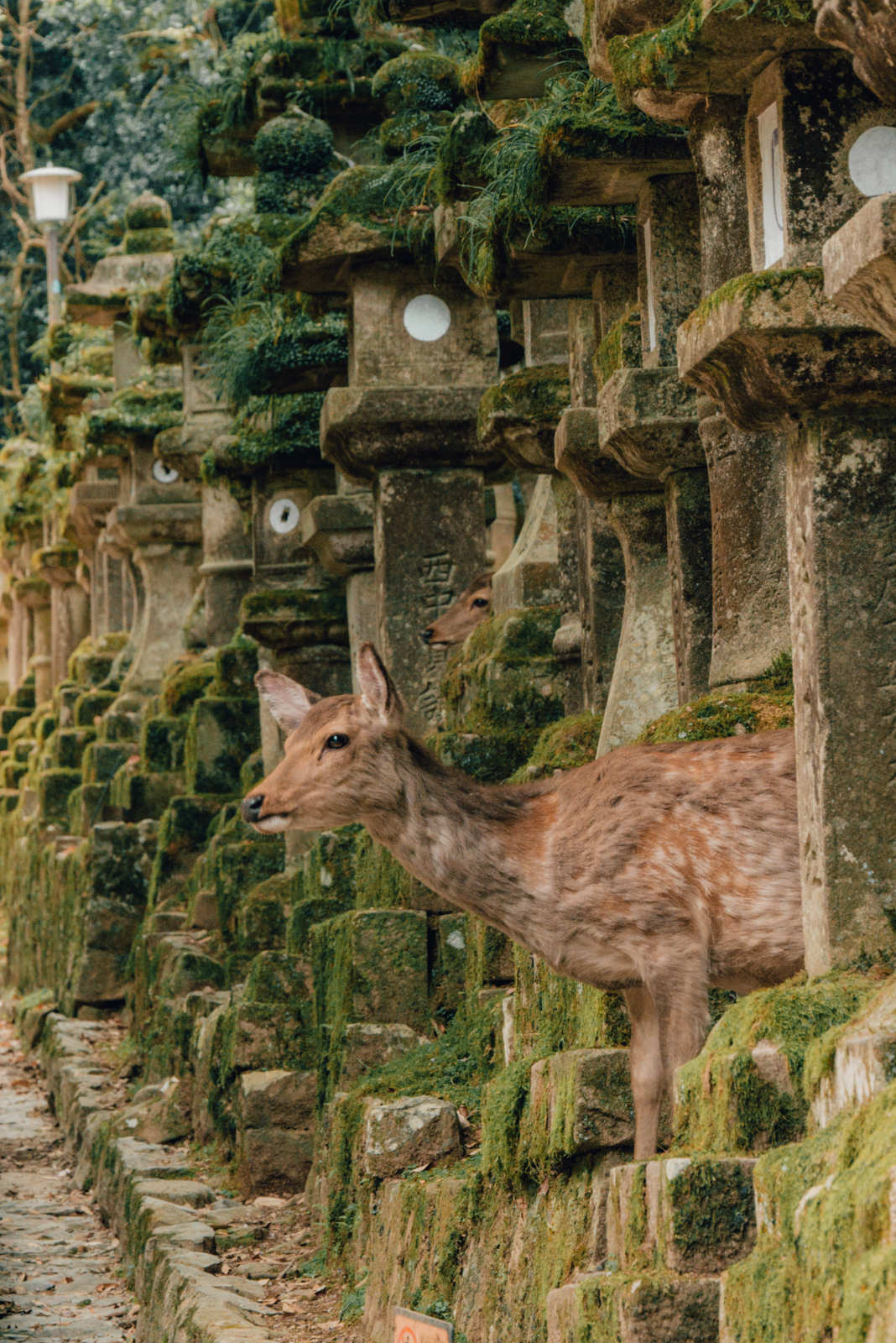 Steinlaterne mit Hirsch in Nara