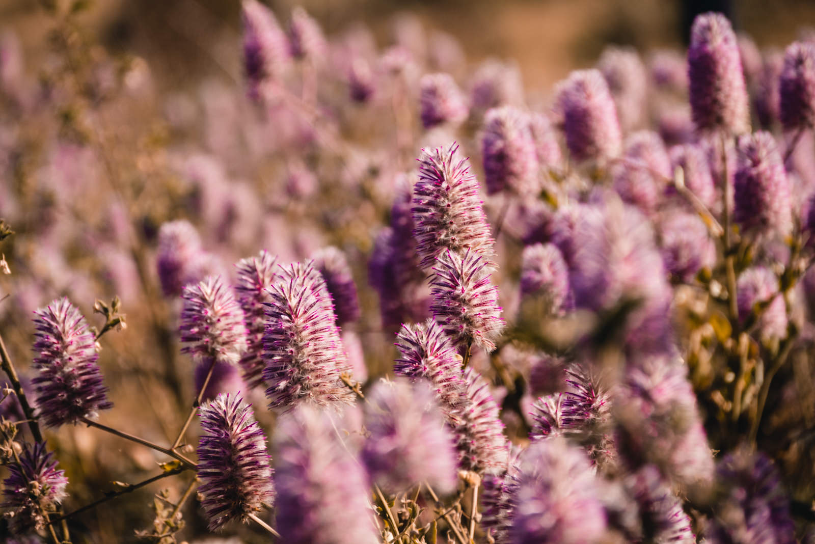 Wildblumen am Mount Bruce im Karijini Nationalpark