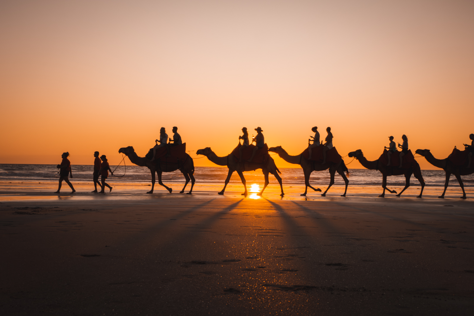 Kamele am Cable Beach in Broome