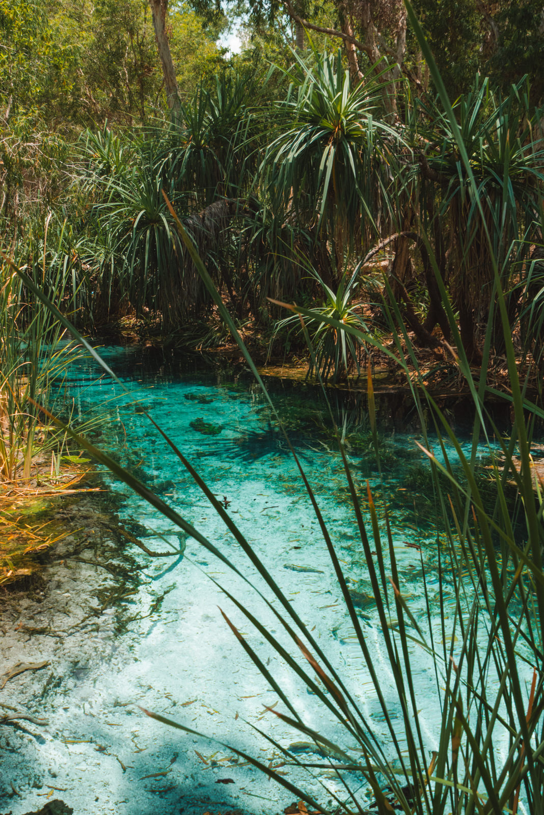 Bitter Springs im Northern Territory, Australien