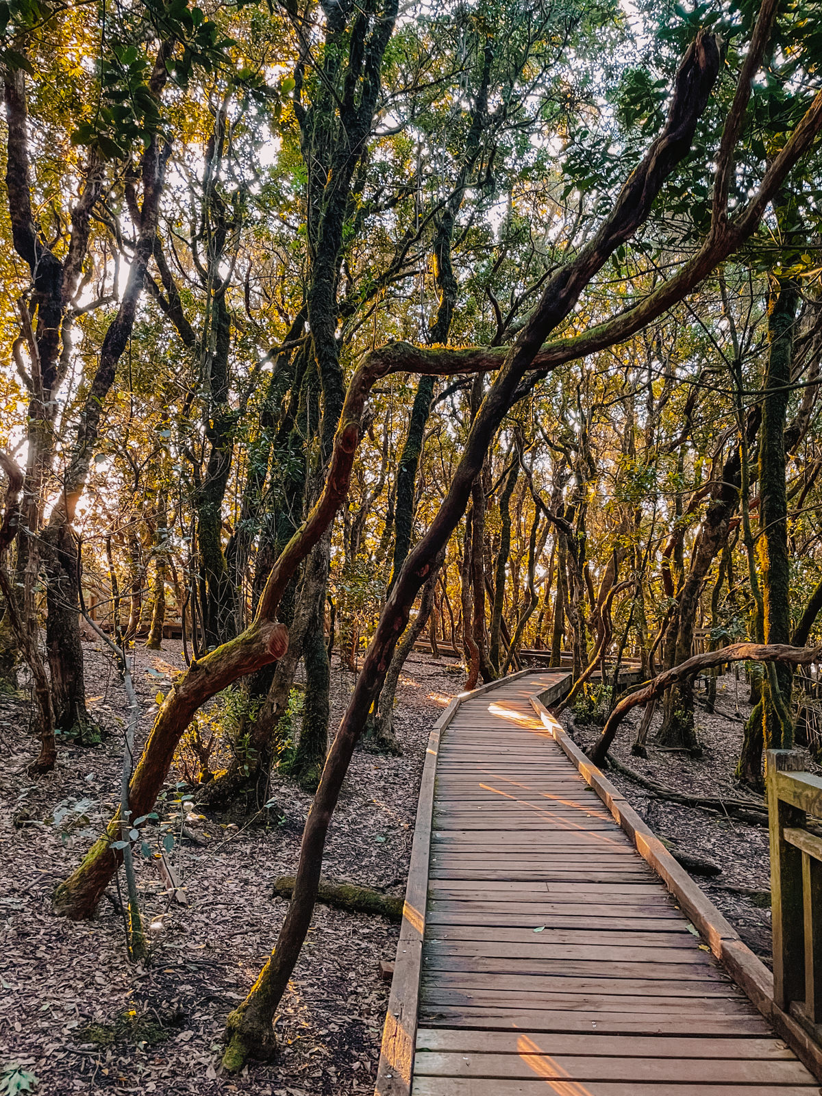 Parque Rural de Anaga auf Teneriffa