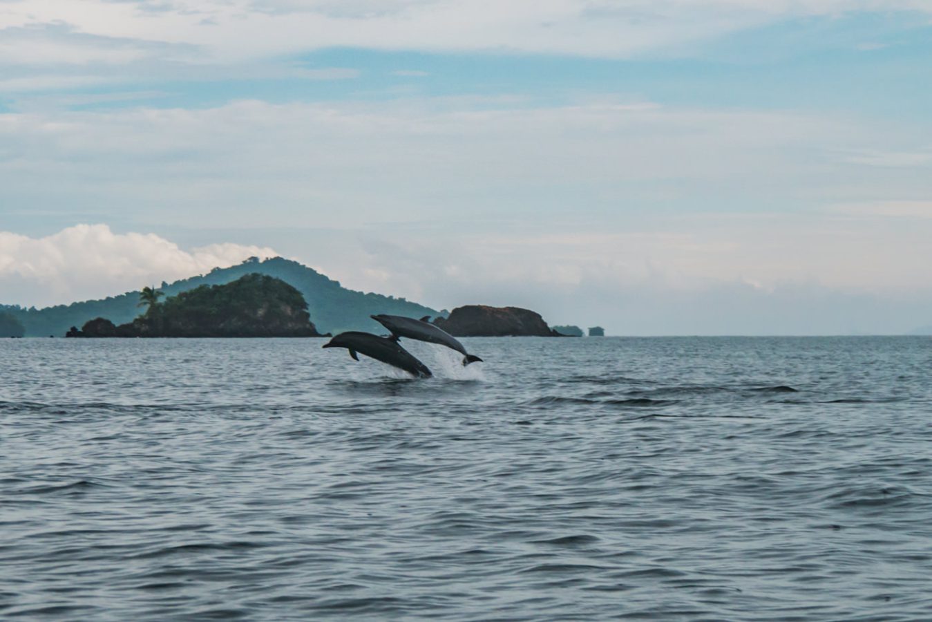 Delfine im Coiba Nationalpark in Panama