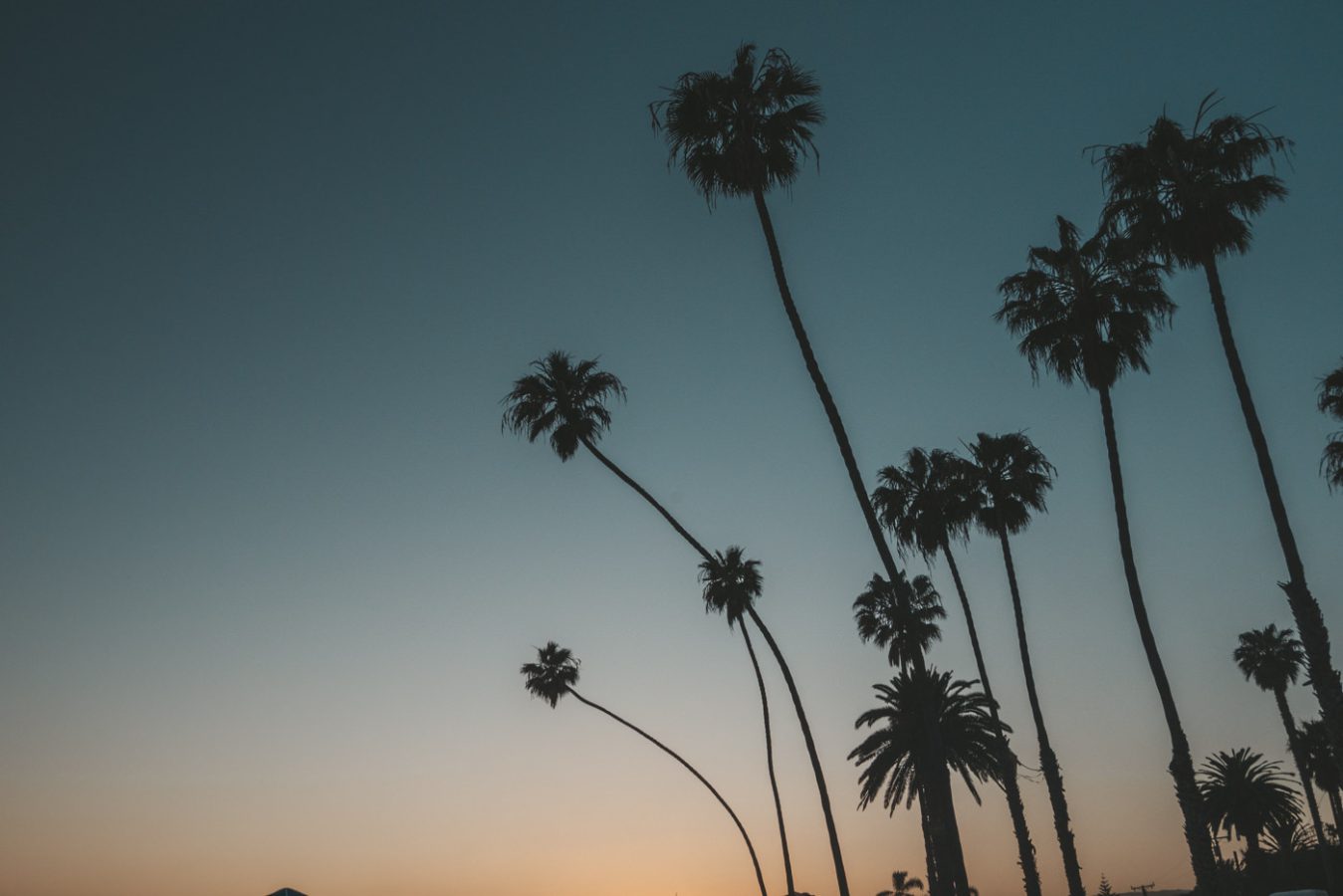 Palmen bei Los Angeles