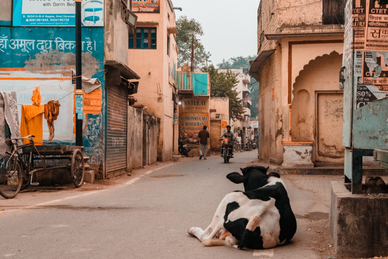Kuh auf der Straße in Varanasi